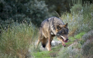 Arrecal rechaza la sobreprotección del lobo por criterios ideológicos