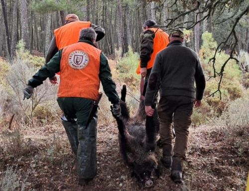 ARRECAL denuncia la ineficacia de las medidas tomadas hasta ahora para frenar la peste porcina africana