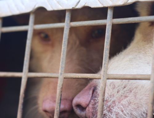 ARRECAL traslada a responsables del MAPA sus alegaciones al proyecto del nuevo Real Decreto de núcleos zoológicos