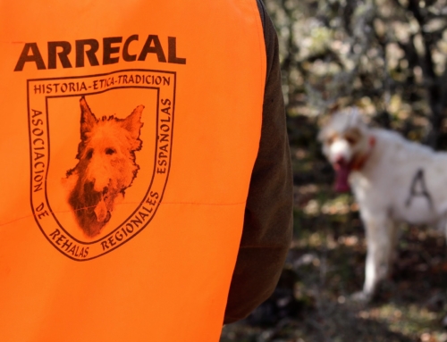 ARRECAL advierte que Europa avanza hacia una regulación única y teme consecuencias para las rehalas españolas
