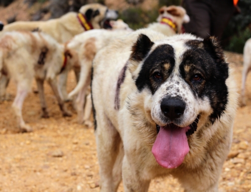 ARRECAL reclama al director general de Derechos de los Animales una normativa realista para los perros de caza