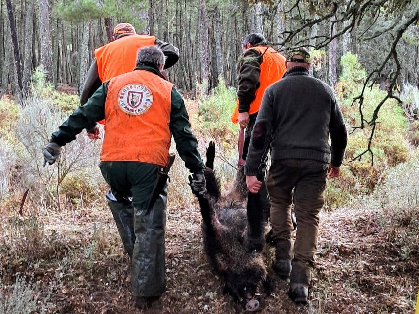 ARRECAL pide aplicar “prudencia, proporcionalidad y adecuación» para luchar contra la peste porcina africana (PPA)
