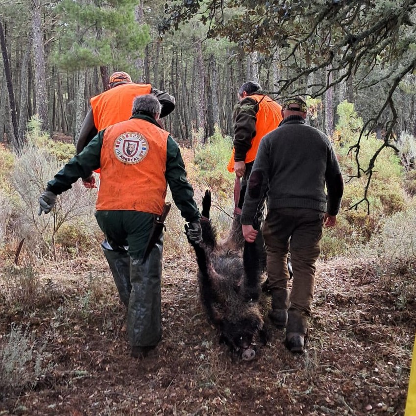 ARRECAL reclama al Ministerio de Agricultura una normativa propia para las rehalas ante la amenaza de la PPA