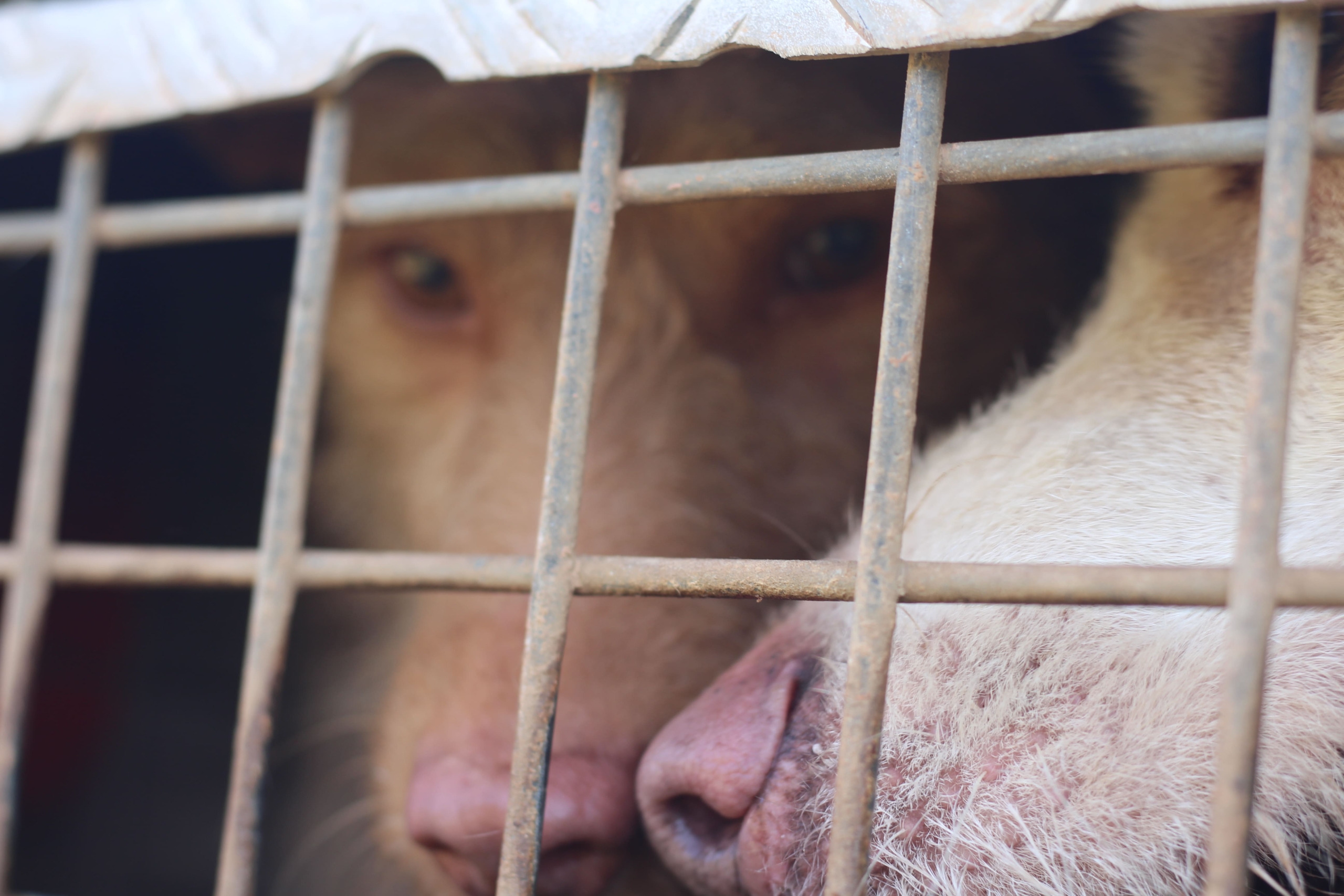 ARRECAL traslada a responsables del MAPA sus alegaciones al proyecto del nuevo Real Decreto de núcleos zoológicos